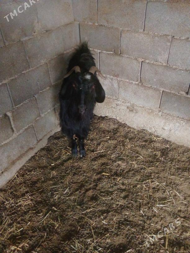 GOŶUN - Bäherden - img 6