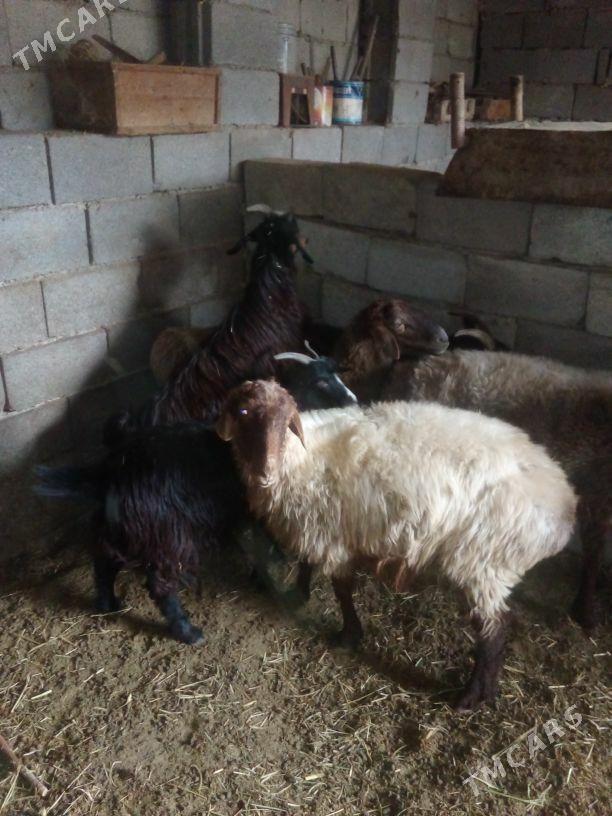 GOŶUN - Bäherden - img 5