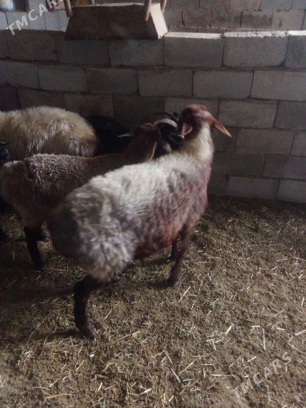 GOŶUN - Bäherden - img 2