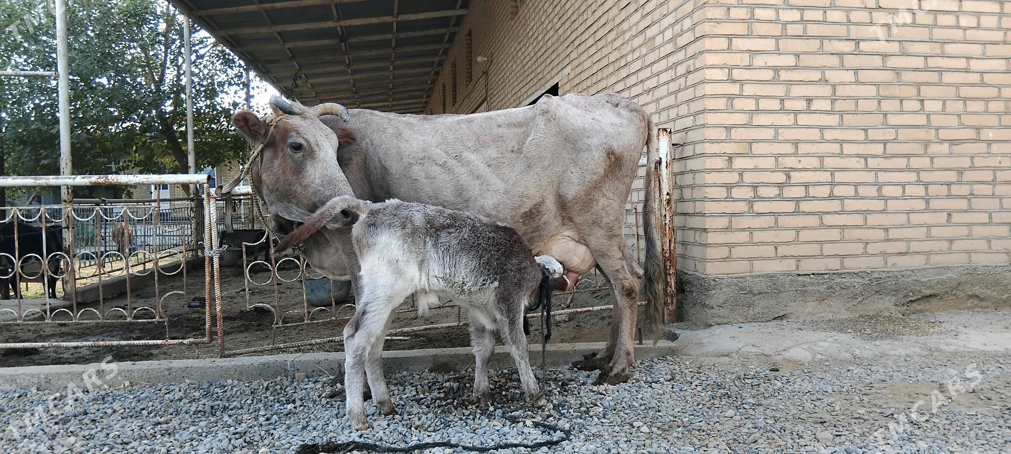 göleli sygyr - Векильбазар - img 3