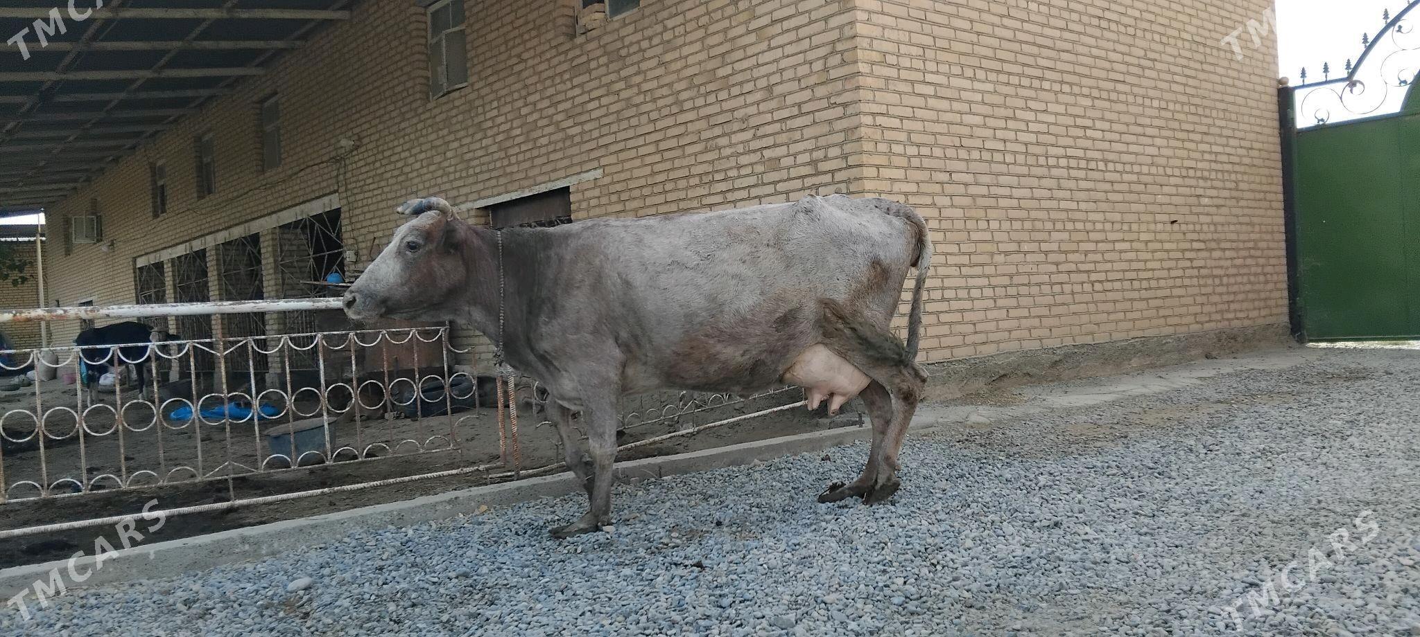 göleli sygyr - Векильбазар - img 4