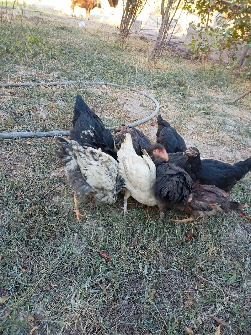 байес жужелер - Чарджоу - img 3