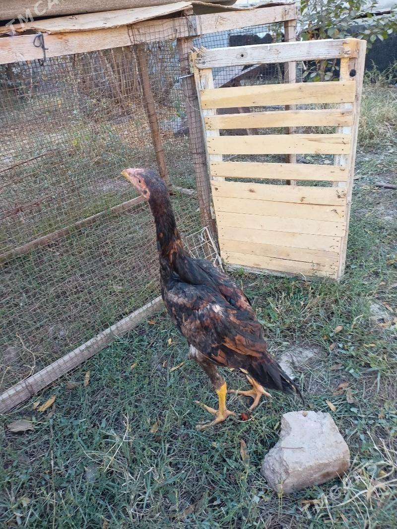 байес жужелер - Чарджоу - img 2