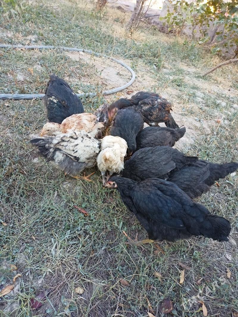 байес жужелер - Чарджоу - img 4