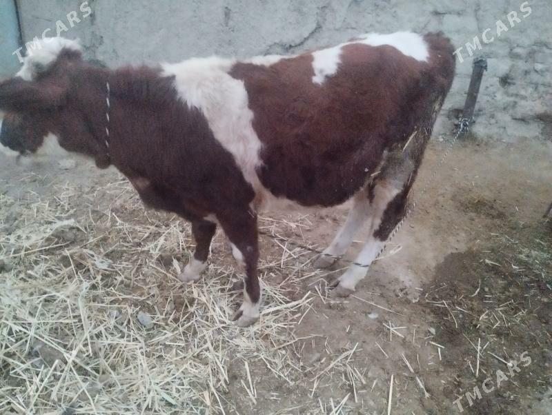 öküz - Бахарден - img 2