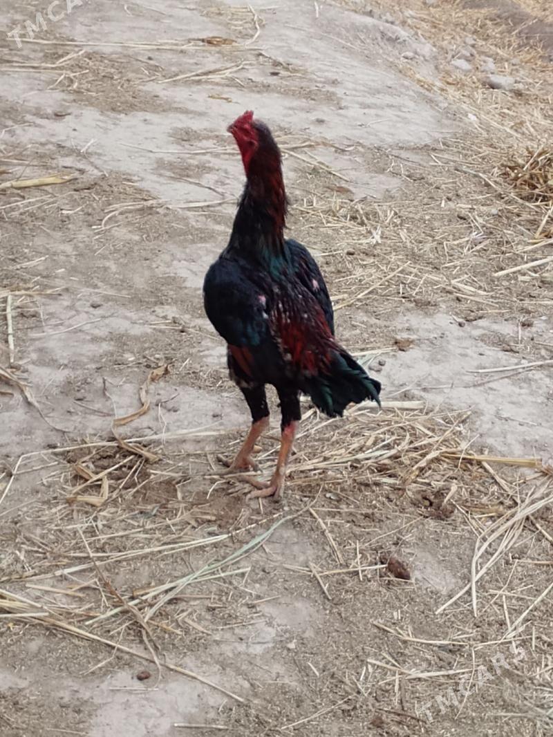 paroda horaz - Şabat etr. - img 2