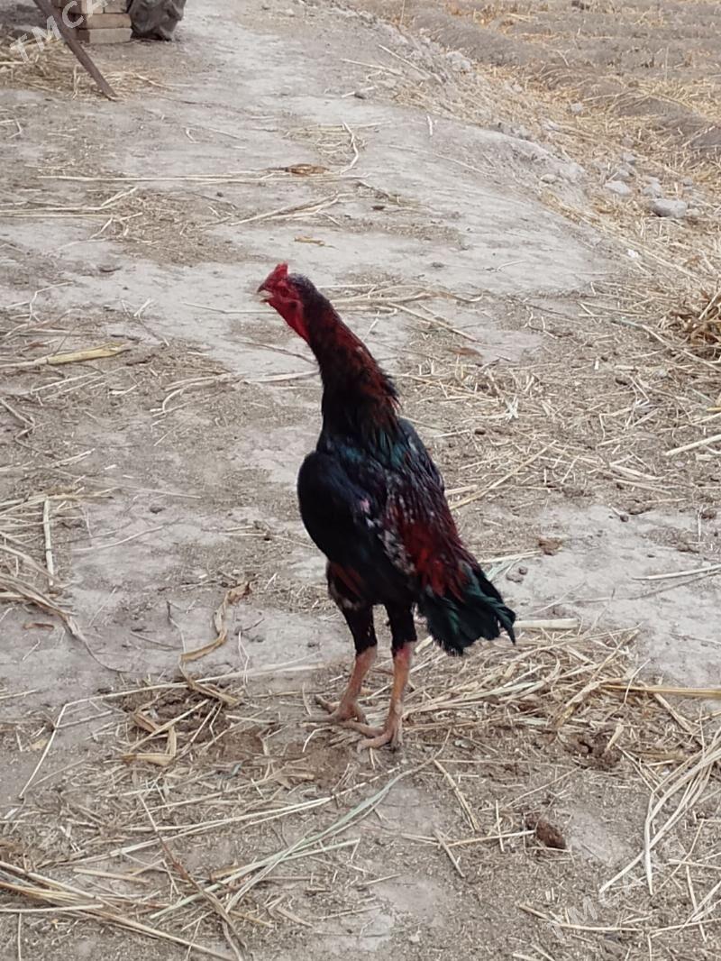 paroda horaz - Şabat etr. - img 4