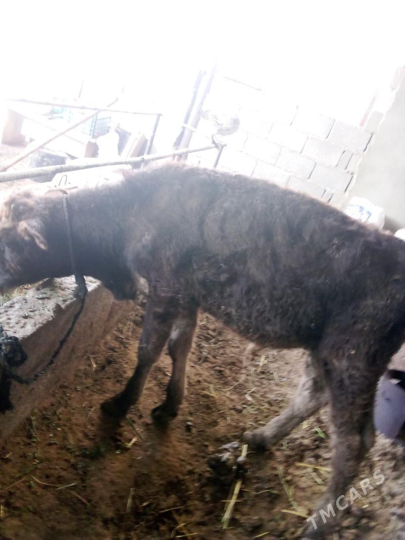 öküz - Гёкдепе - img 1