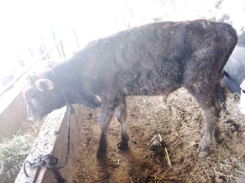 öküz - Gökdepe - img 2