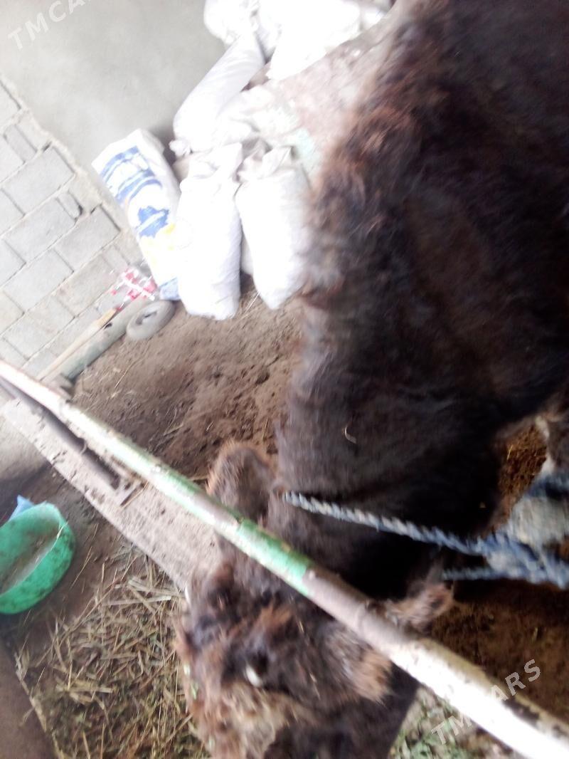 öküz - Gökdepe - img 5