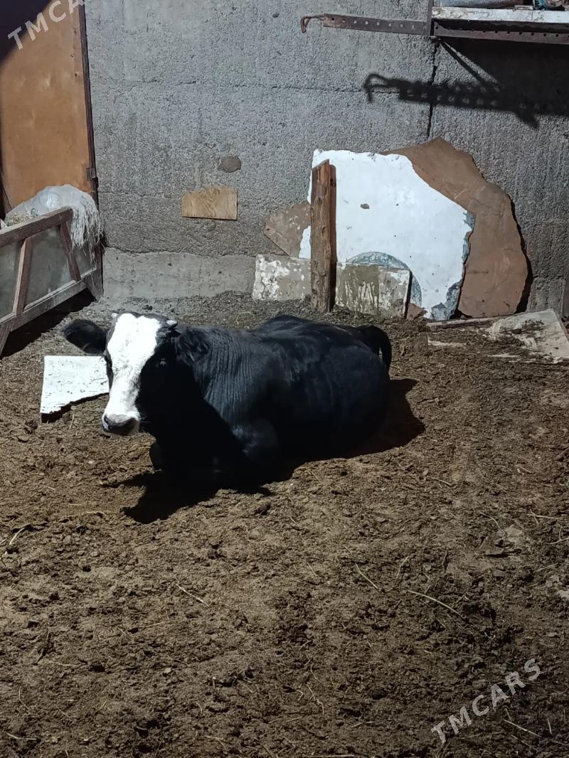 okuz - Herrikgala - img 2