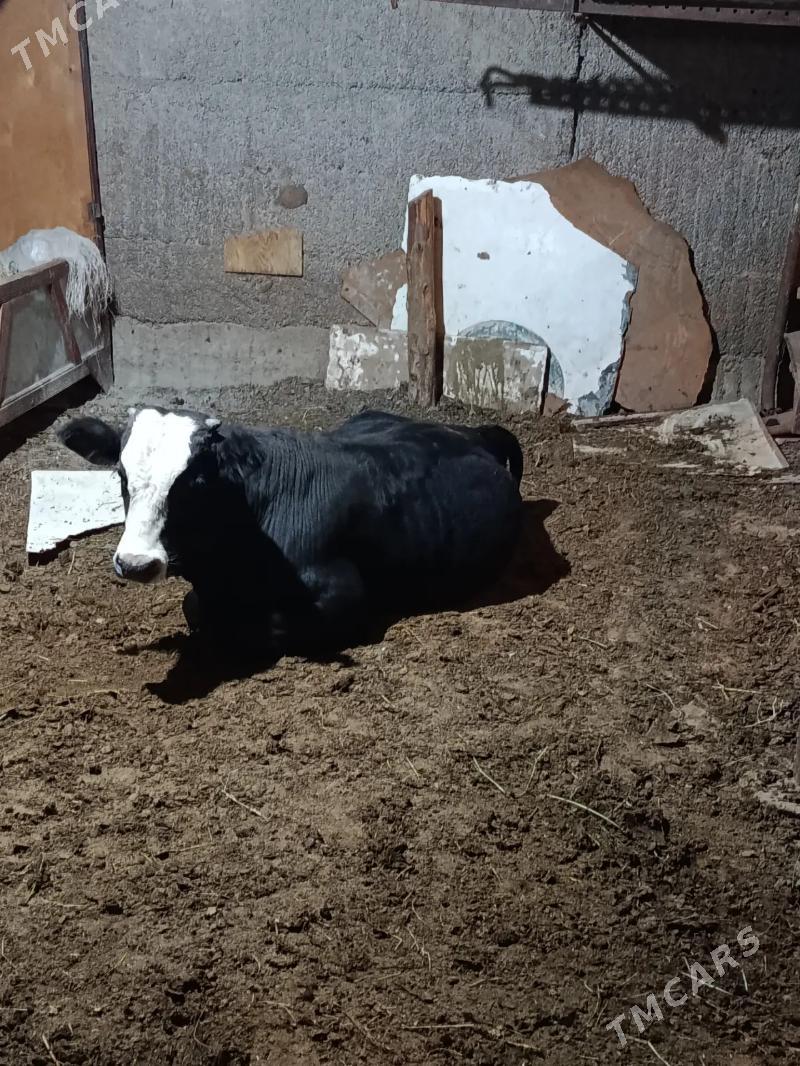 okuz - Herrikgala - img 1