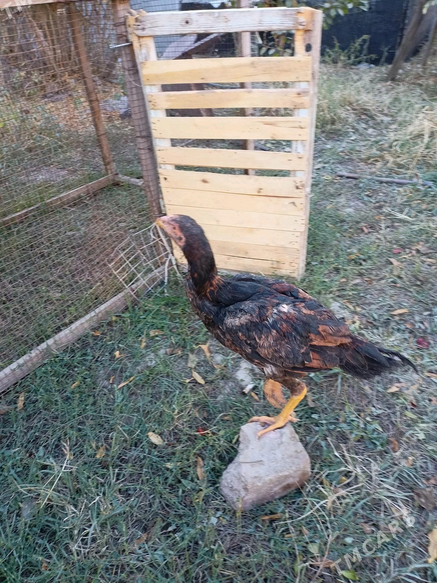 байес жужелер - Чарджоу - img 5