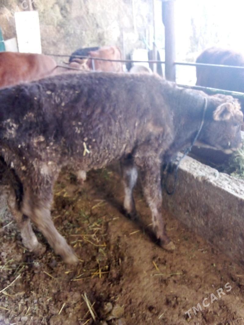 öküz - Gökdepe - img 3