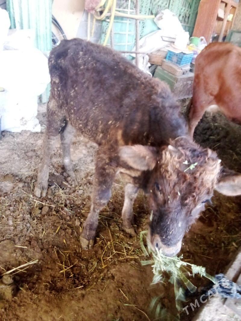 öküz - Gökdepe - img 4