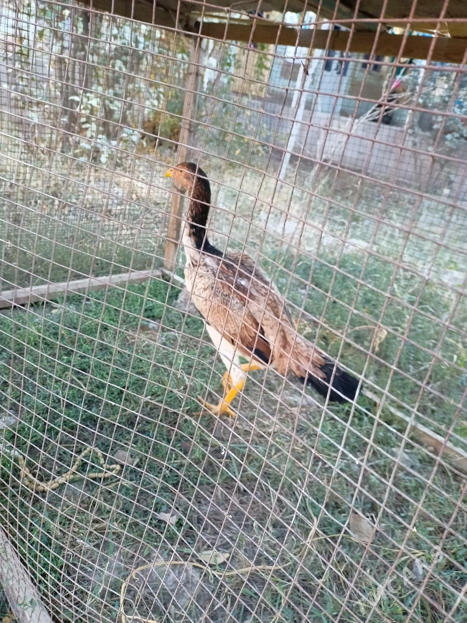 байес жужелер - Чарджоу - img 1