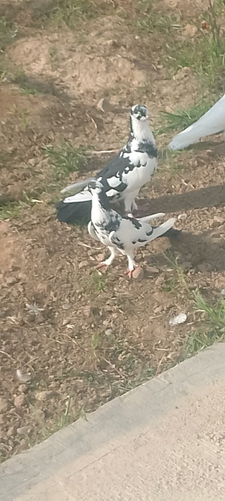 kepderi - Çoganly - img 2