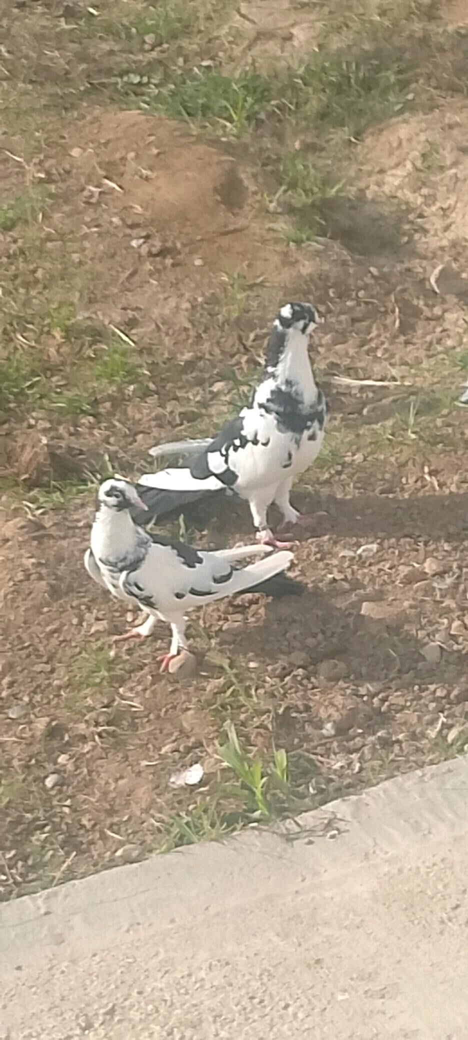 kepderi - Чоганлы - img 1