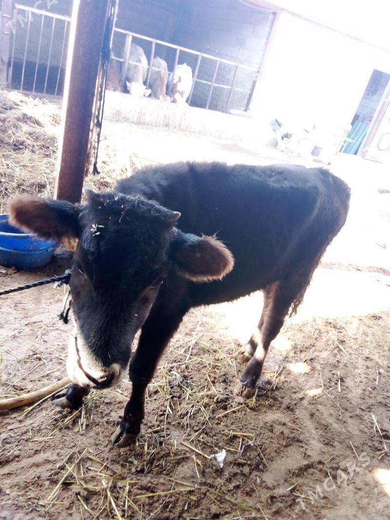 öküz - Gökdepe - img 1