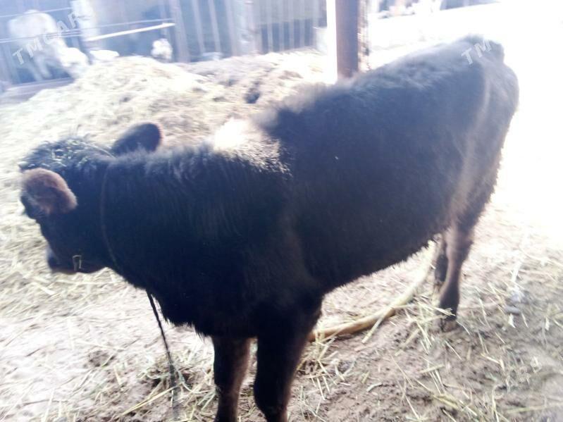 öküz - Гёкдепе - img 2