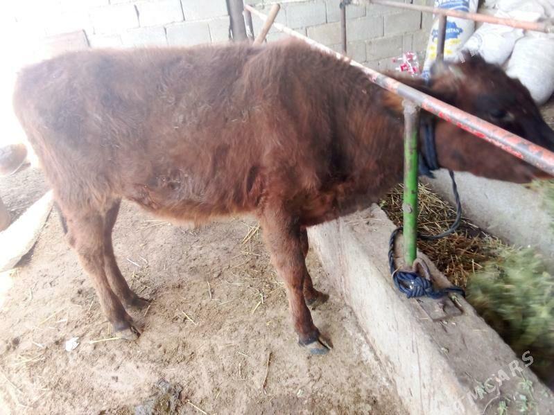 öküz - Гёкдепе - img 10