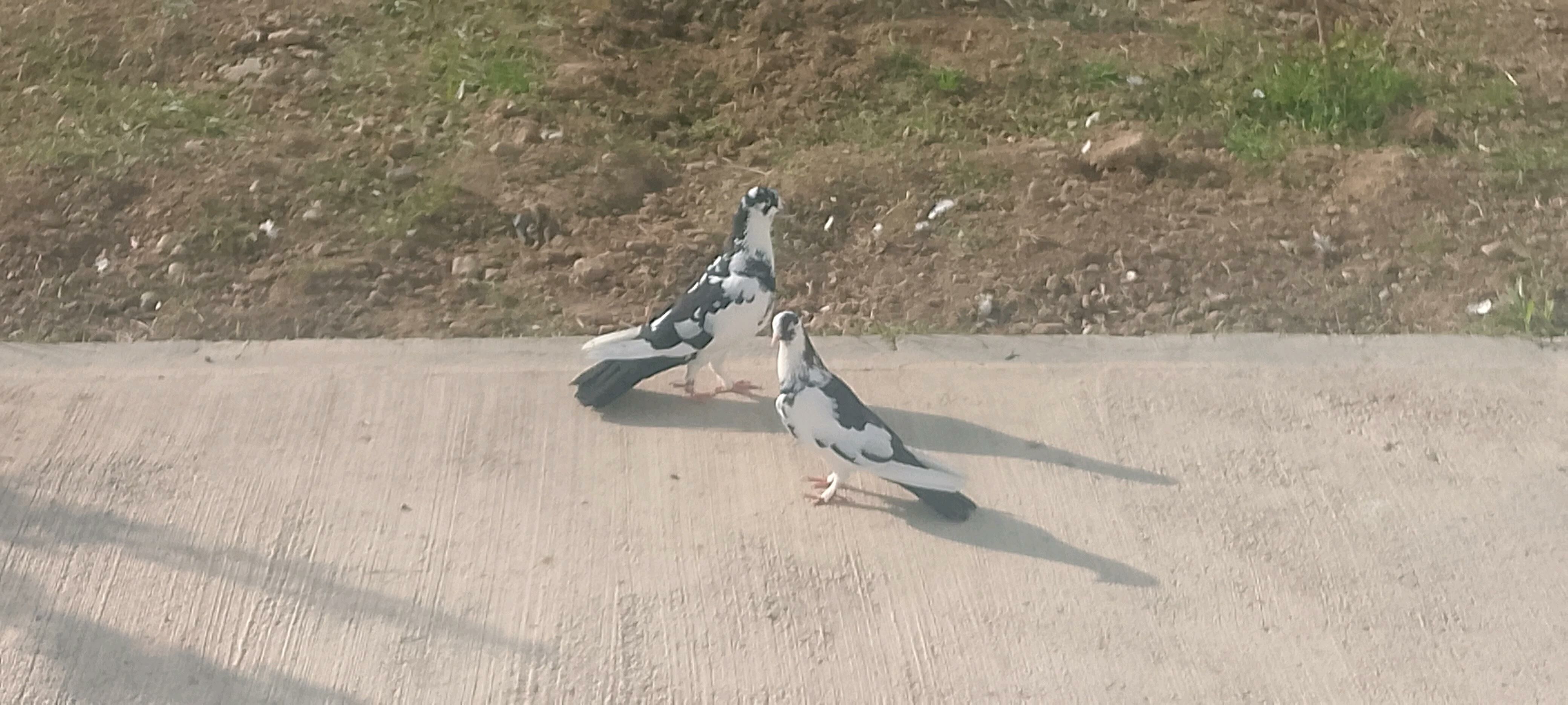 kepderi - Çoganly - img 4