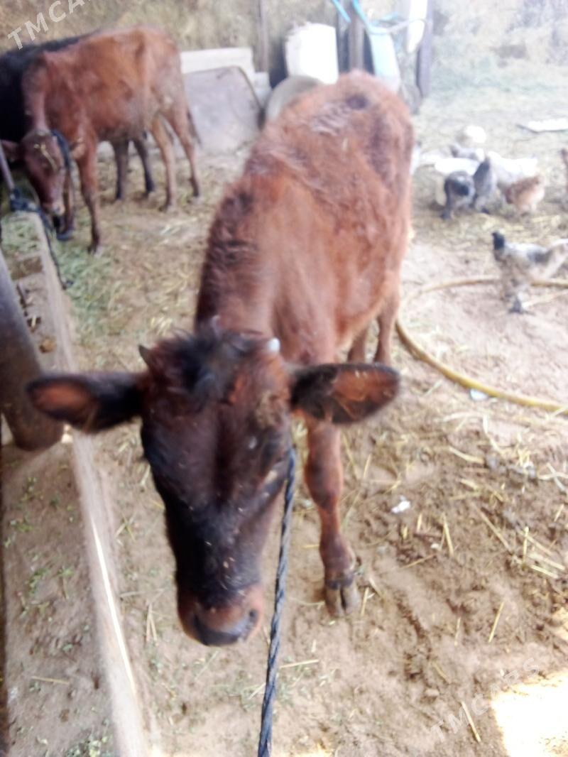 öküz - Гёкдепе - img 5