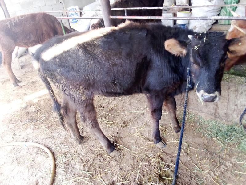 öküz - Гёкдепе - img 4