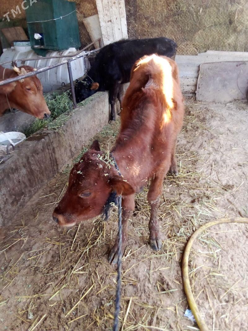 öküz - Гёкдепе - img 9