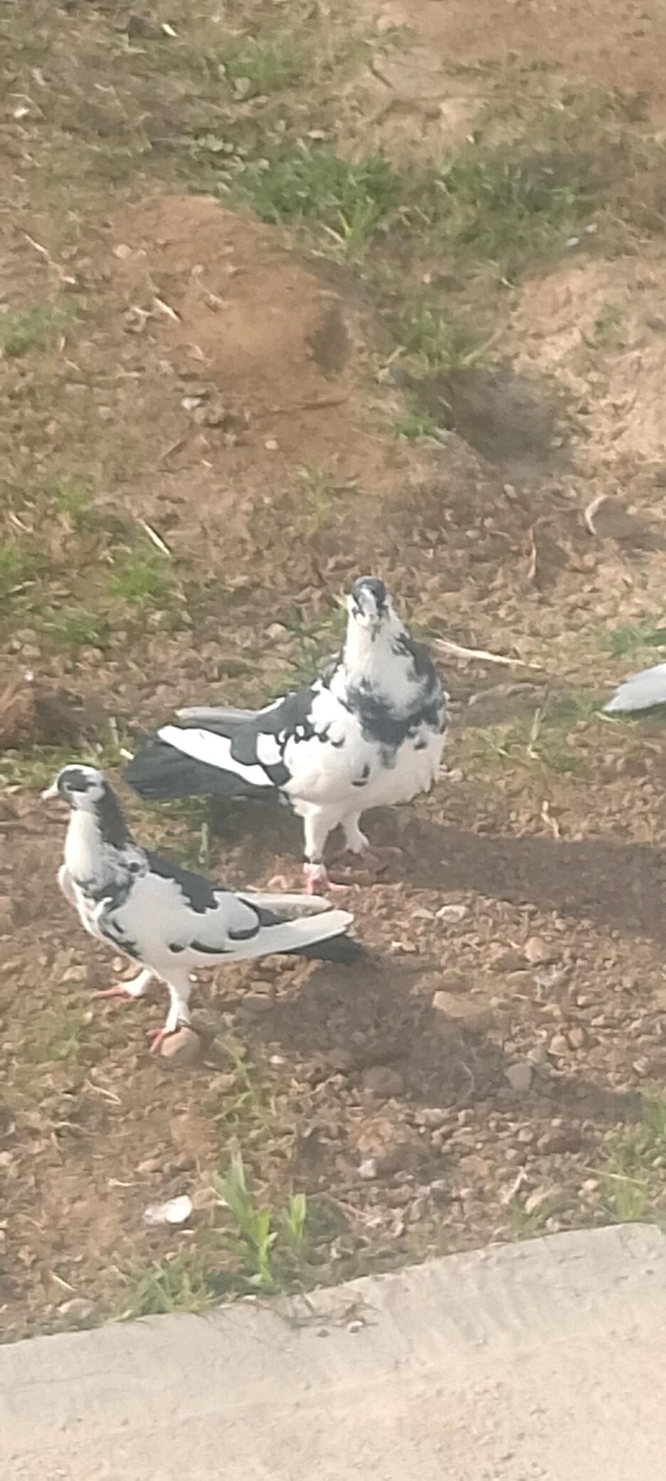 kepderi - Çoganly - img 3