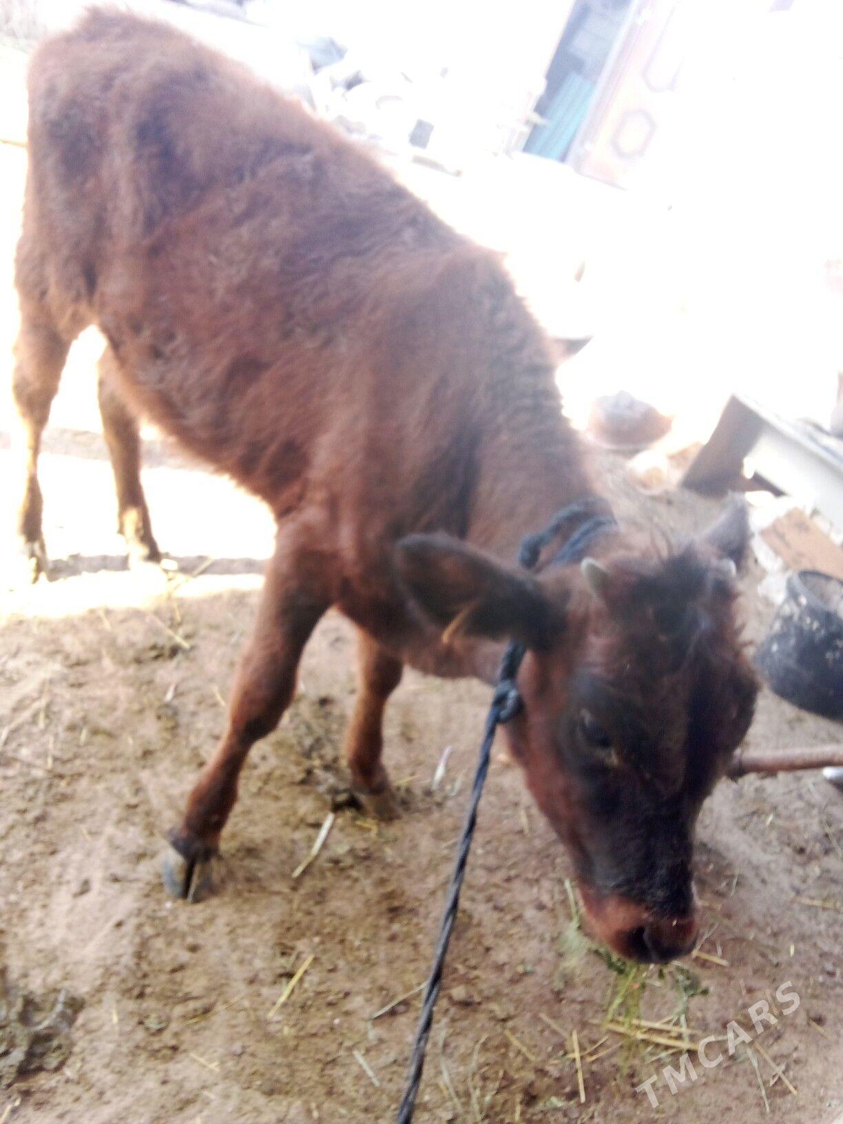 öküz - Гёкдепе - img 6