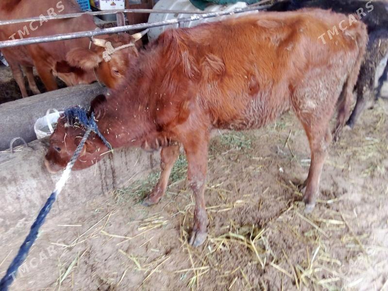 öküz - Гёкдепе - img 8