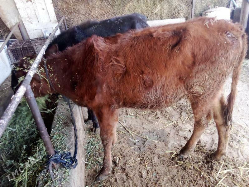 öküz - Гёкдепе - img 7