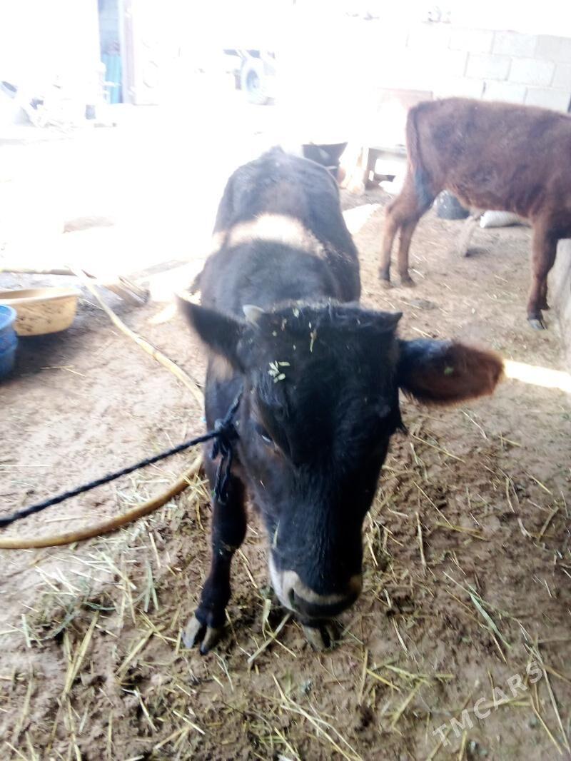 öküz - Гёкдепе - img 3