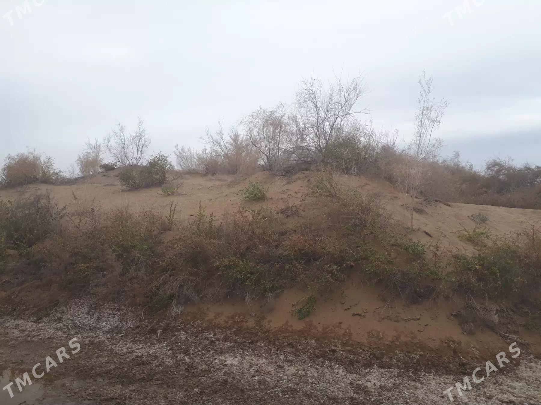 mellek - Чарджоу - img 2