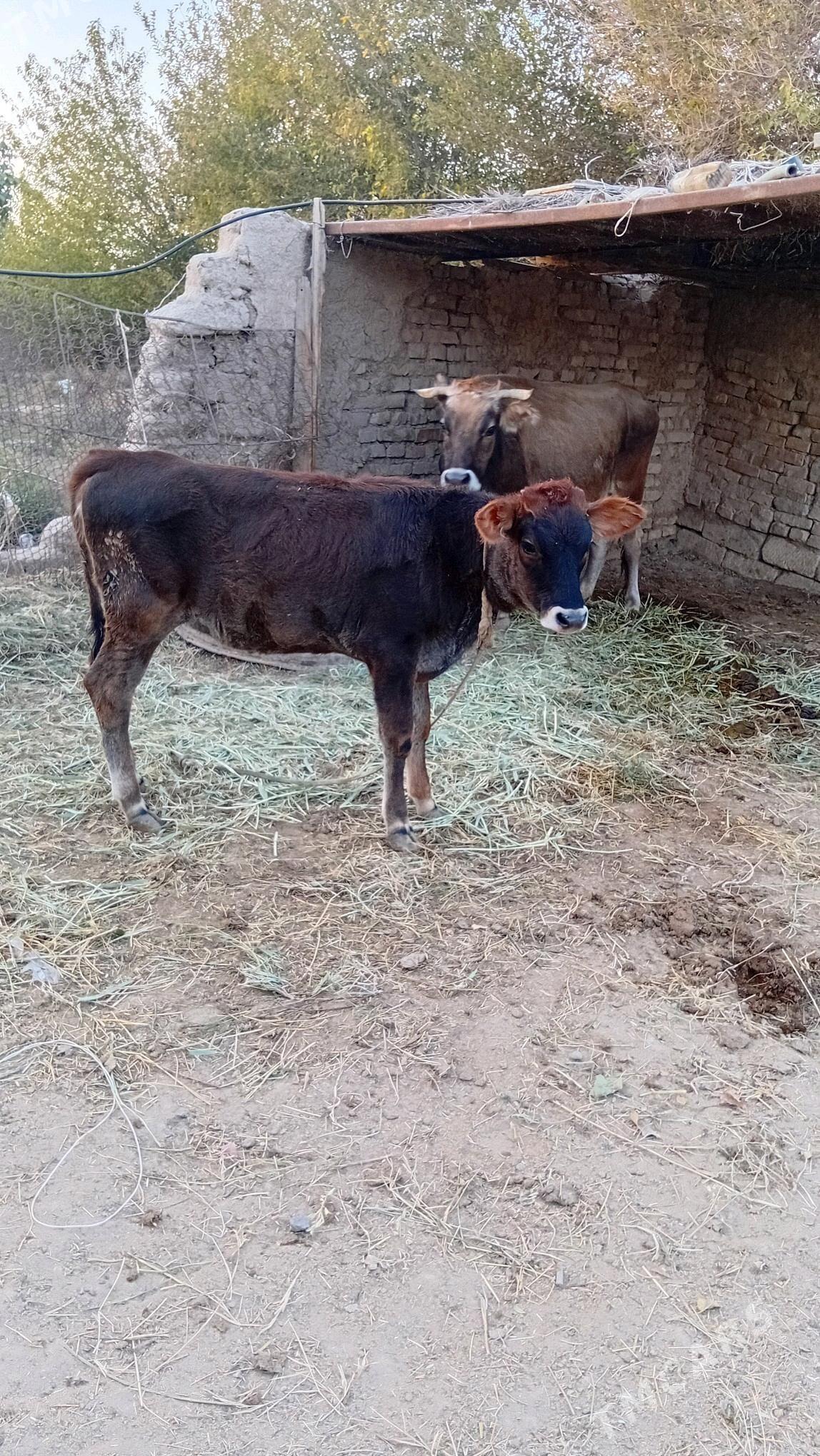 tuwe 6 aylyk - Kaka - img 2