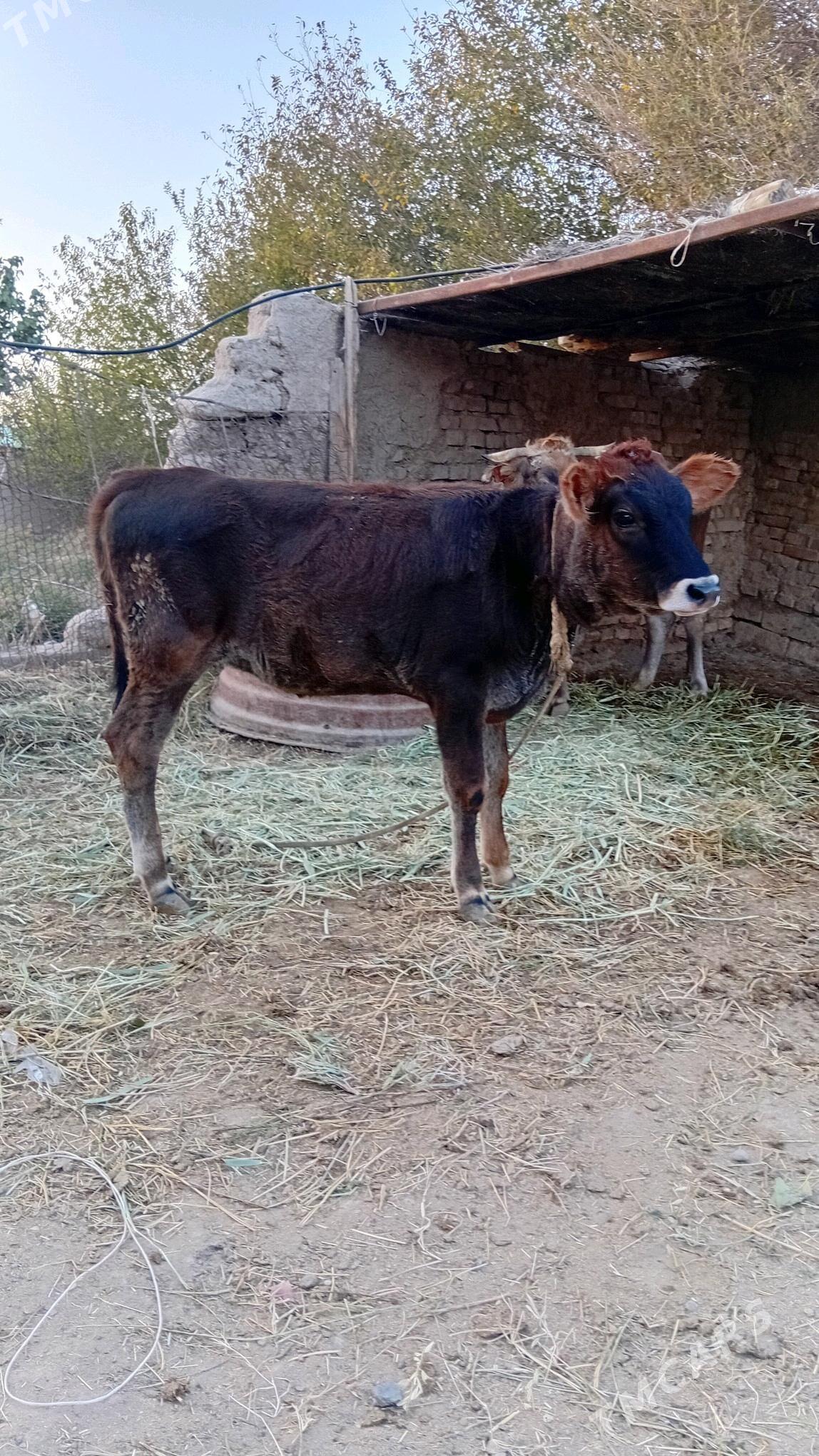 tuwe 6 aylyk - Кака - img 1