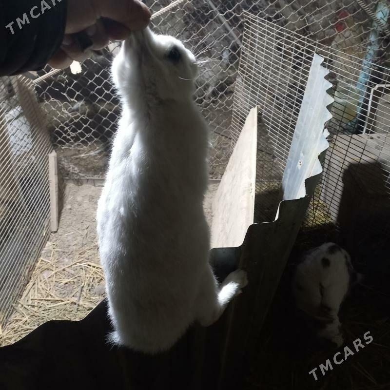 Товшан - Çärjew - img 1