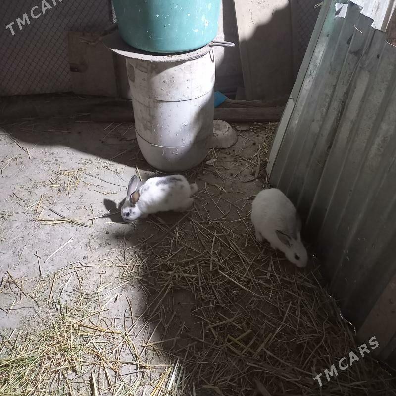 Товшан - Çärjew - img 3