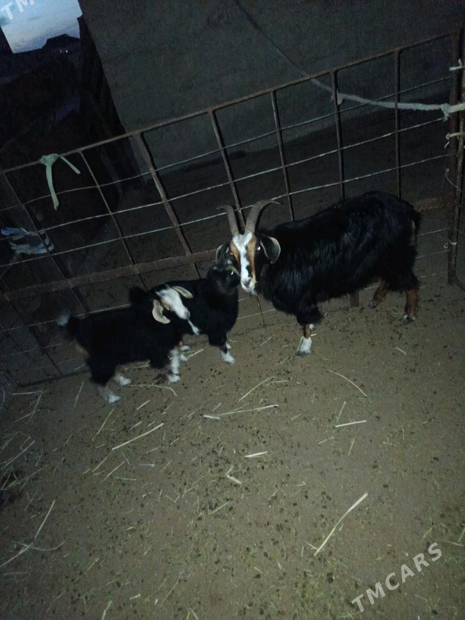 Geçi - Гумдаг - img 2