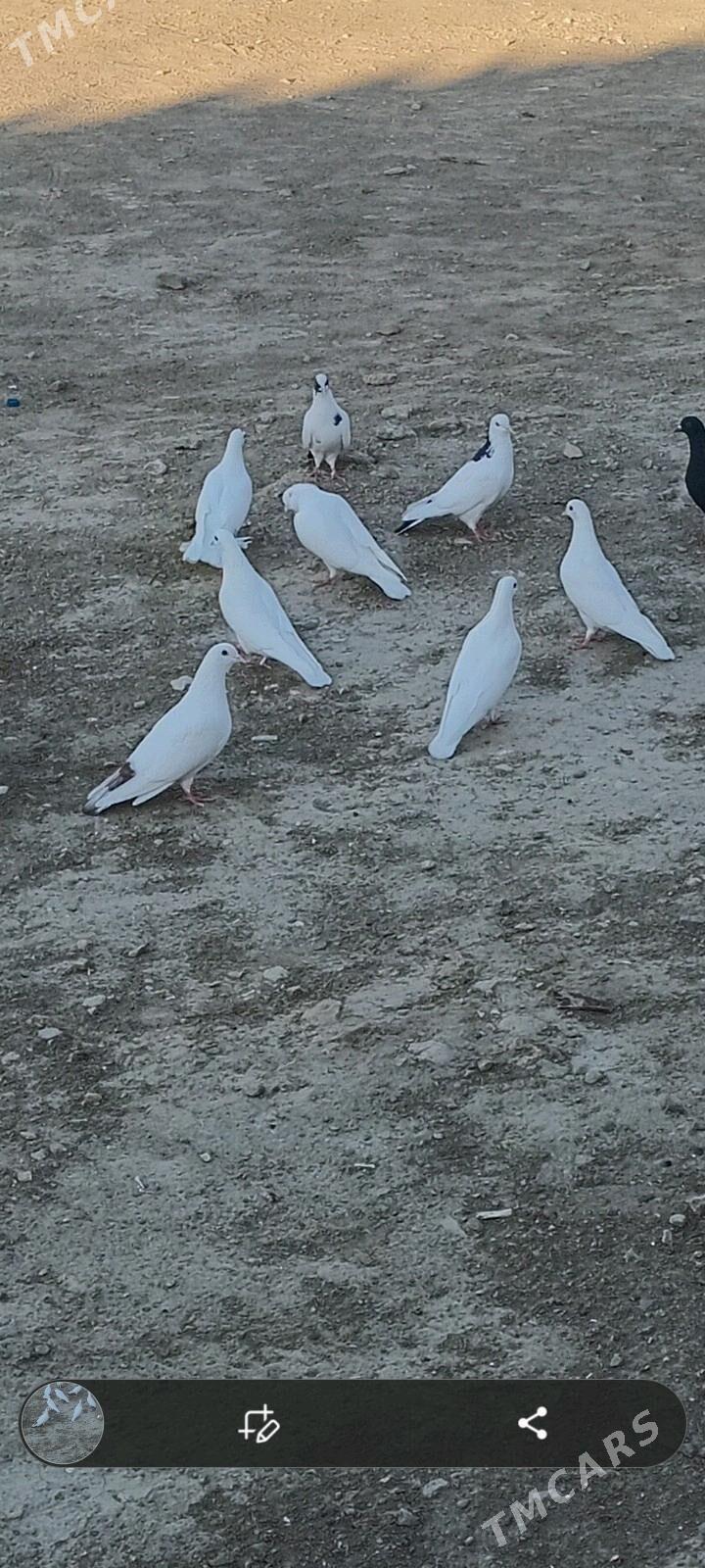 kepderi - Гызыларбат - img 1