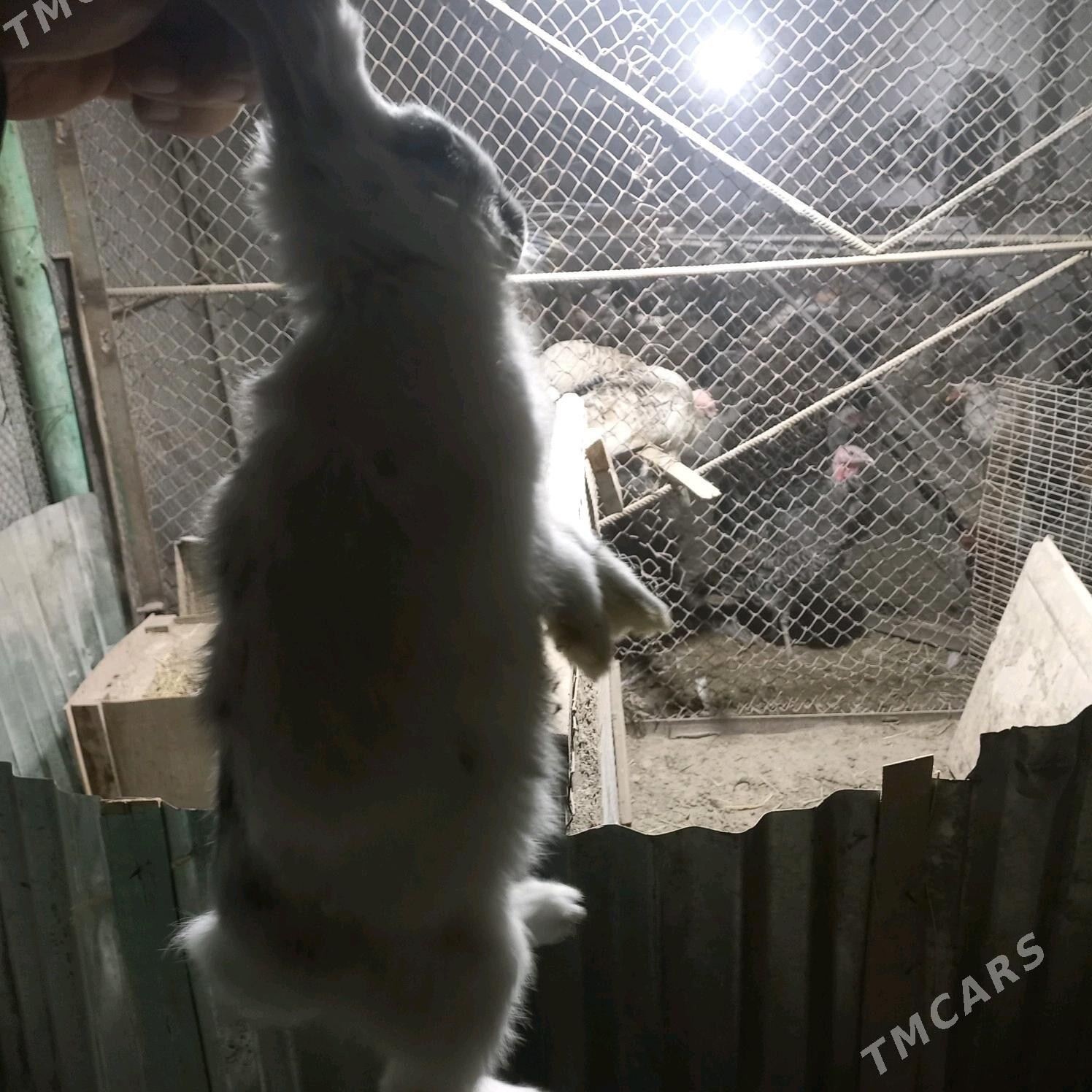 Товшан - Çärjew - img 2