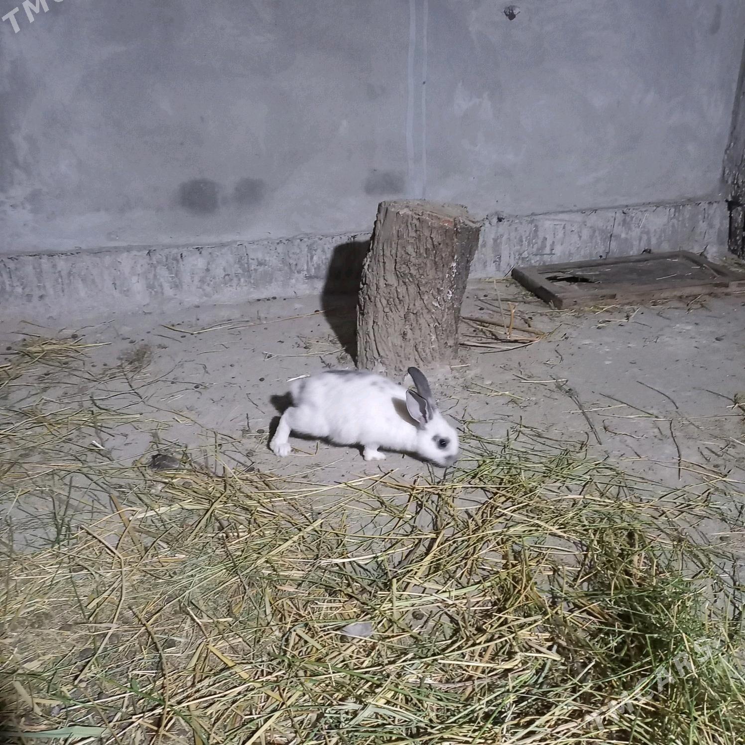 Товшан - Çärjew - img 4