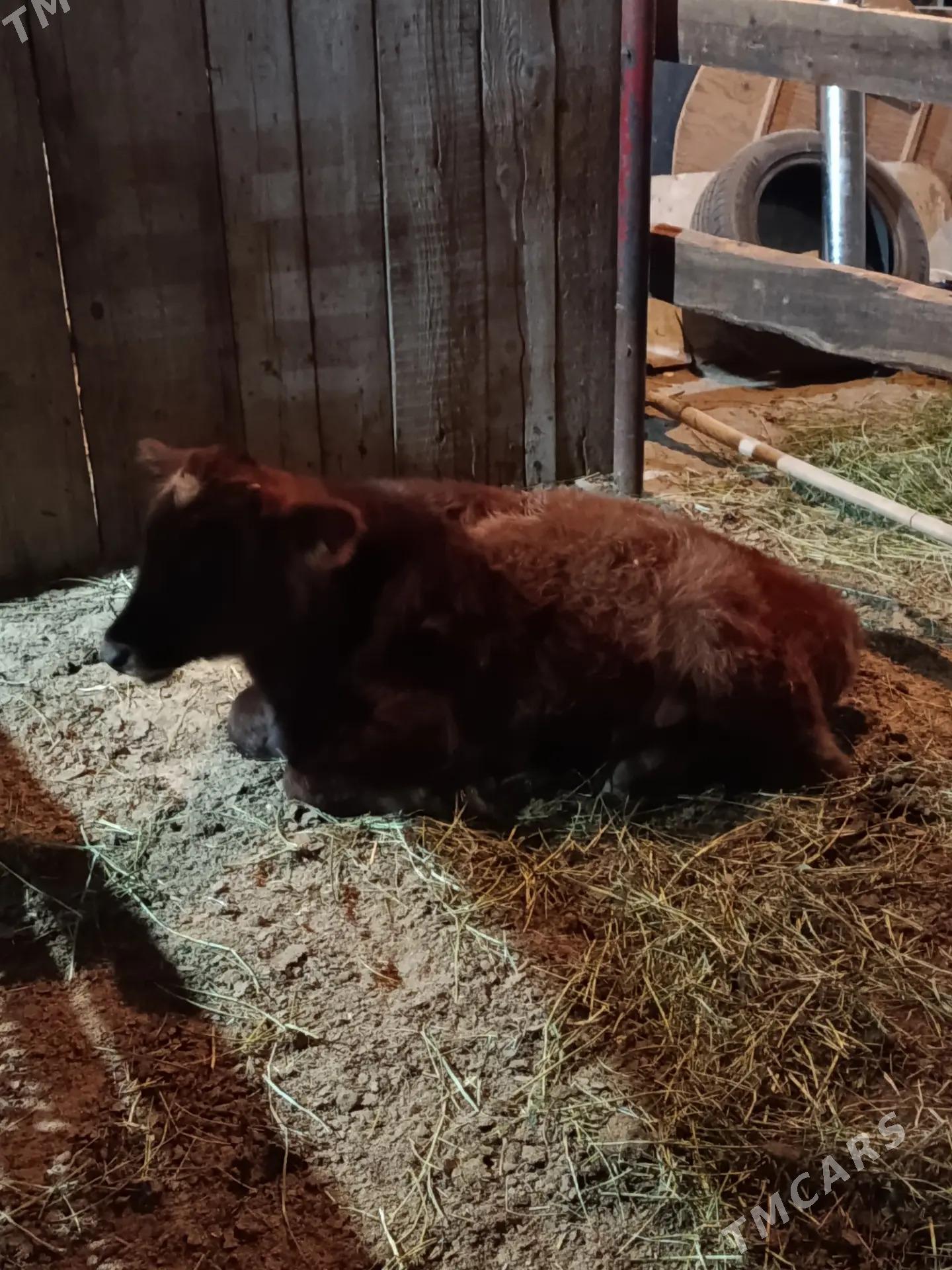 okuz - Herrikgala - img 2