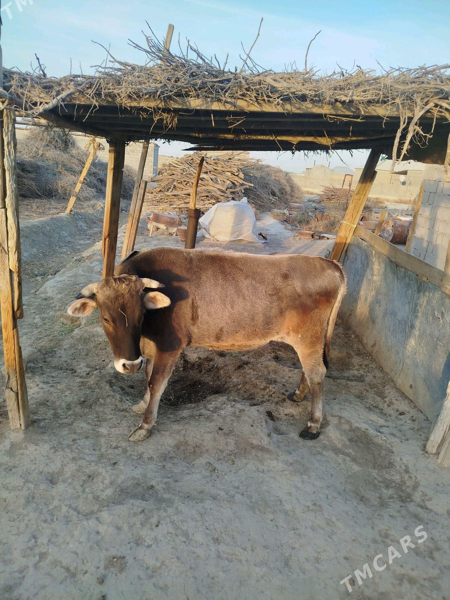 Sygyr we tuwe - Bäherden - img 3