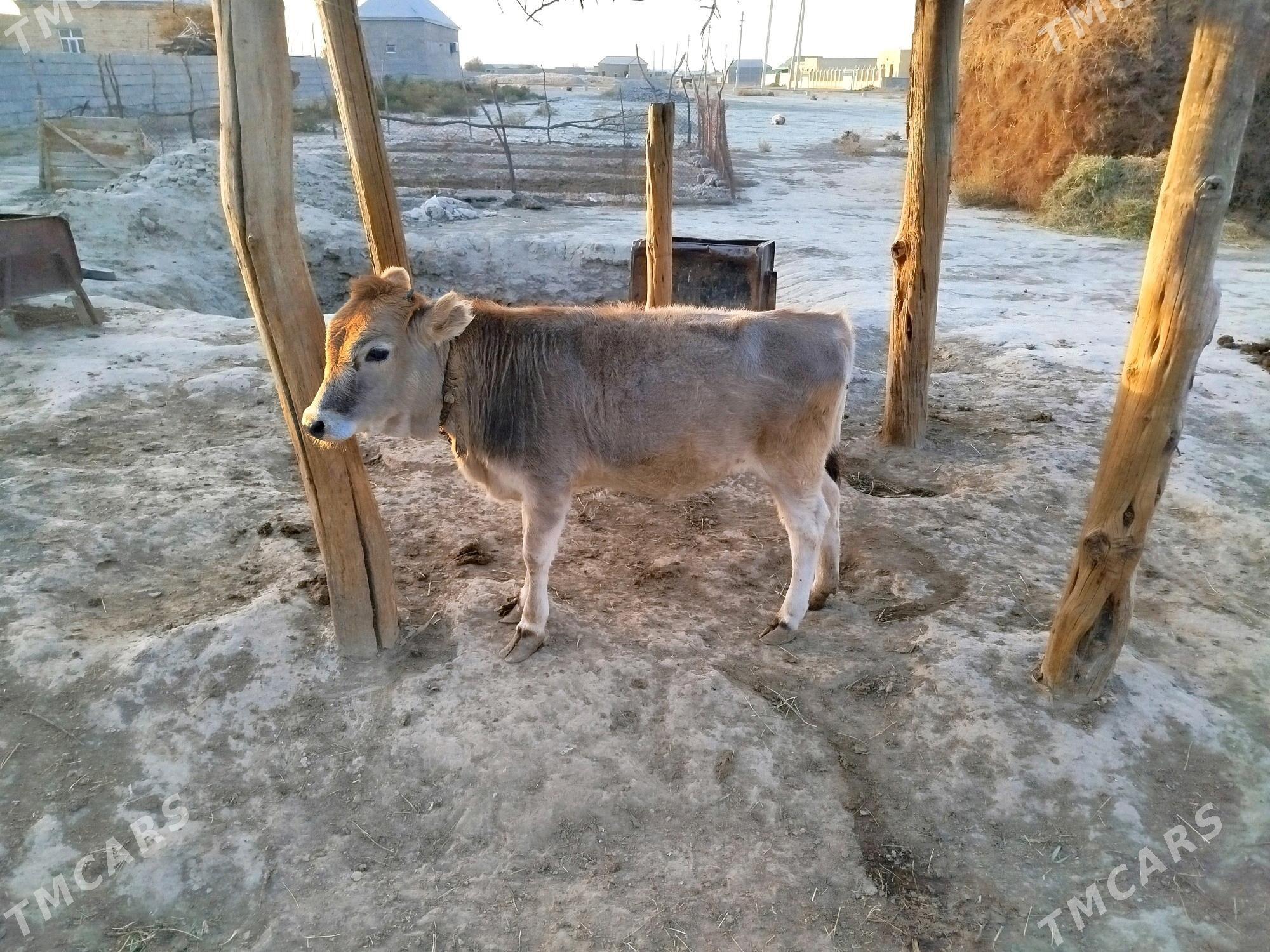 Sygyr we tuwe - Bäherden - img 6