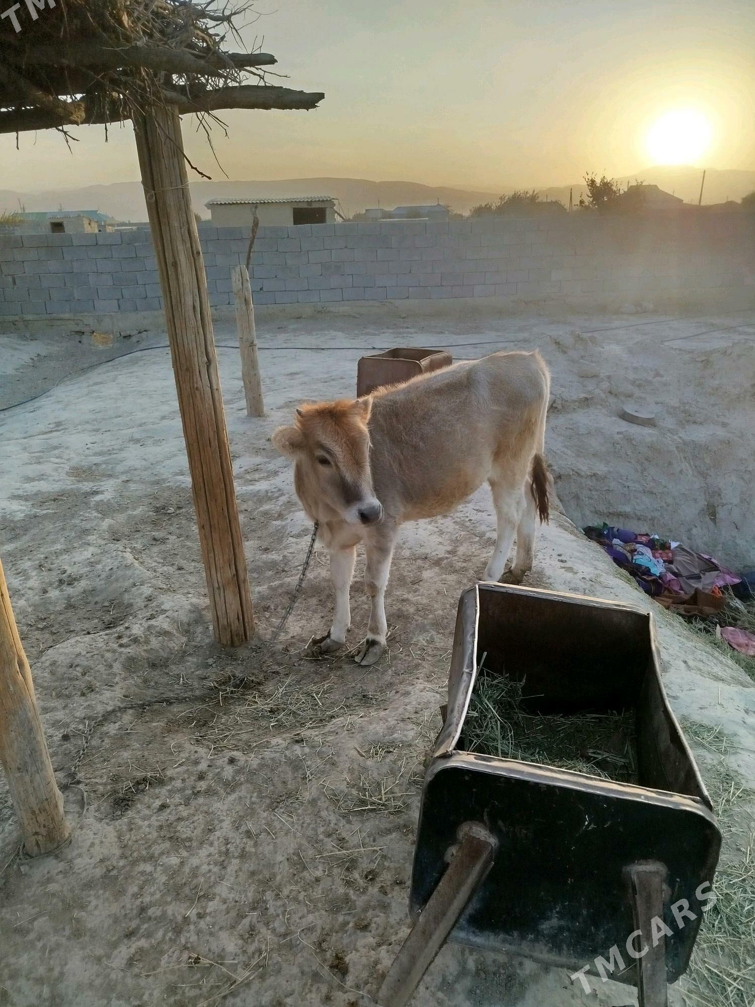 Sygyr we tuwe - Bäherden - img 4