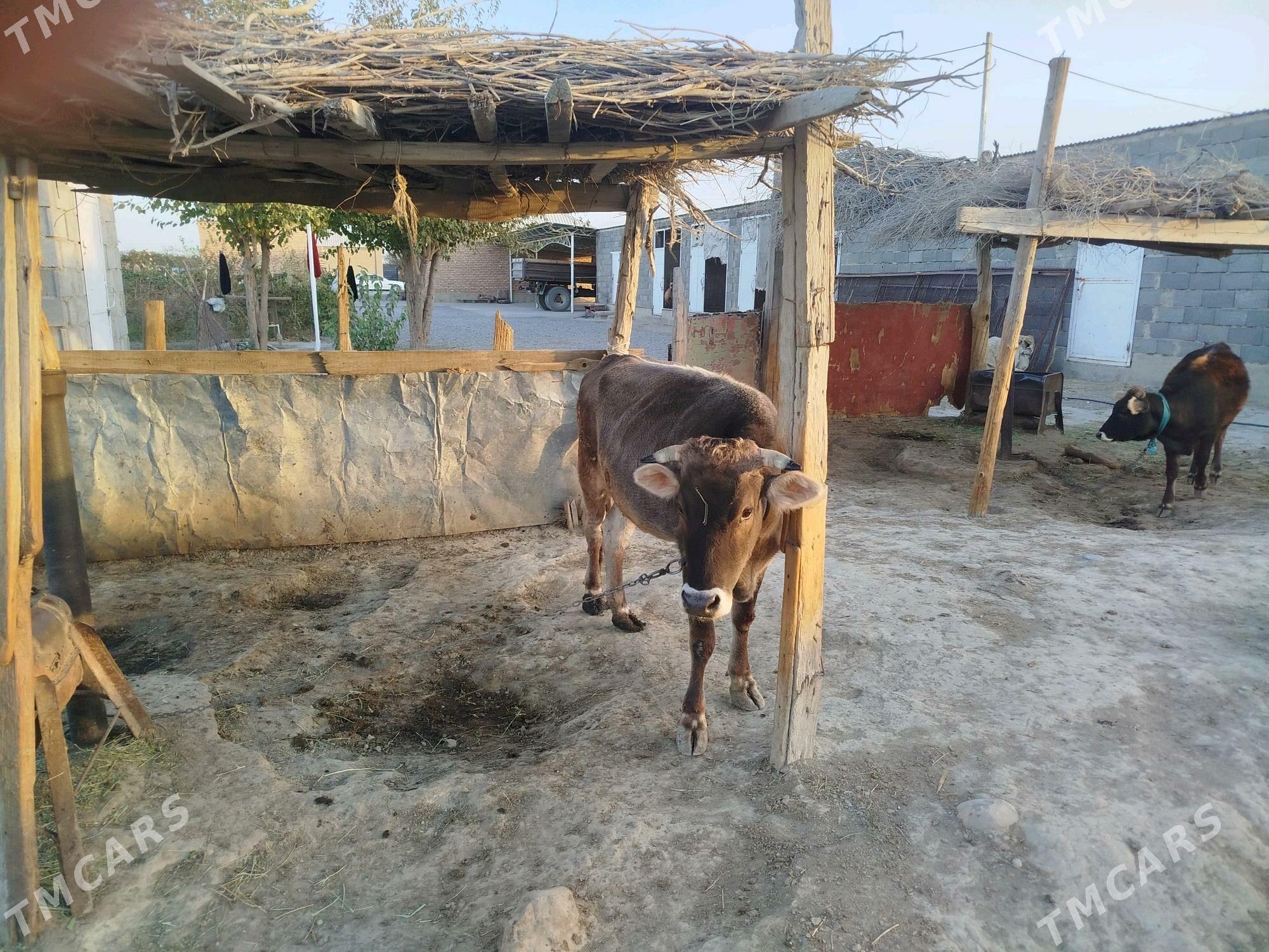 Sygyr we tuwe - Bäherden - img 2