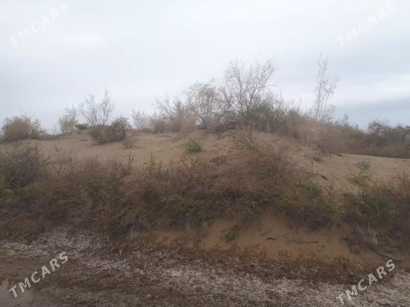 mellek - Çärjew - img 3