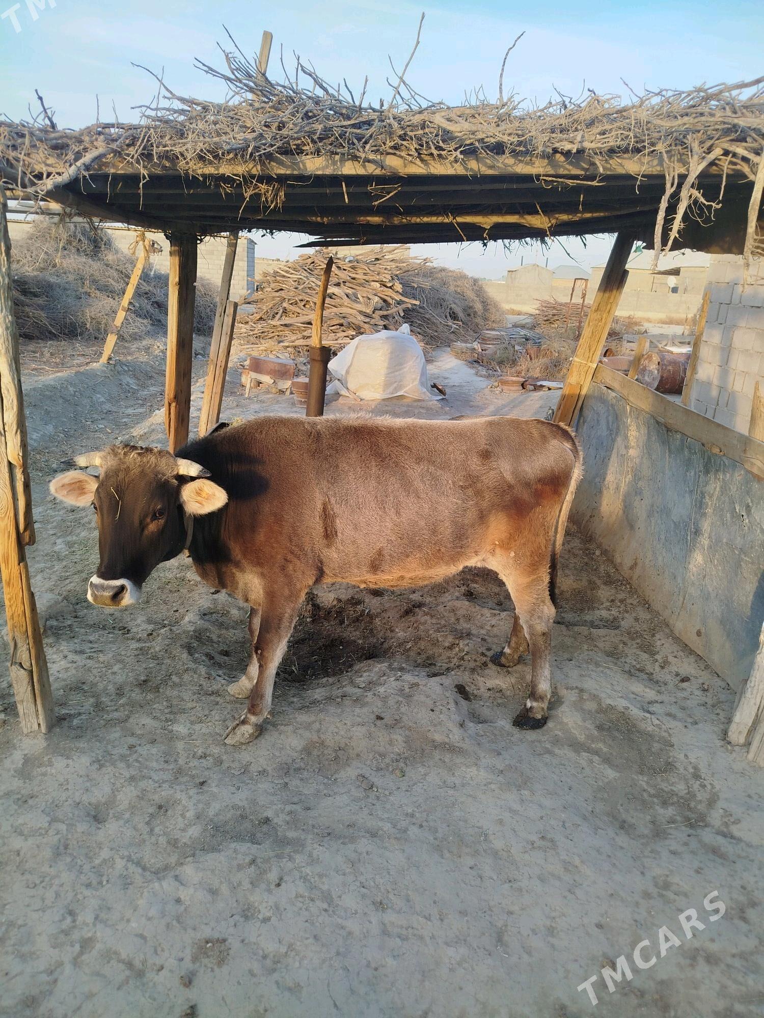 Sygyr we tuwe - Bäherden - img 1